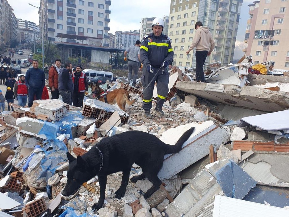 Dogs pulling survivors from rubble after earthquake in Turkey